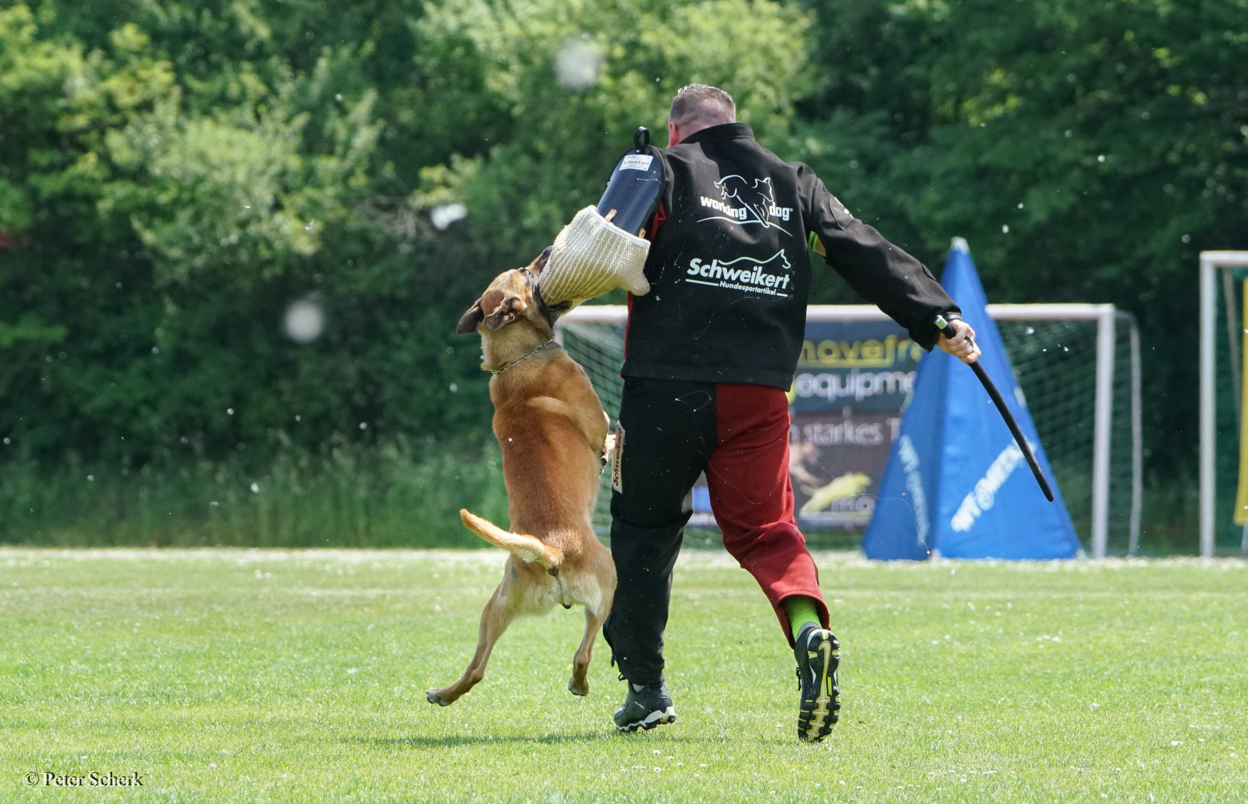 Dogsport Online Training Training Videos and much more