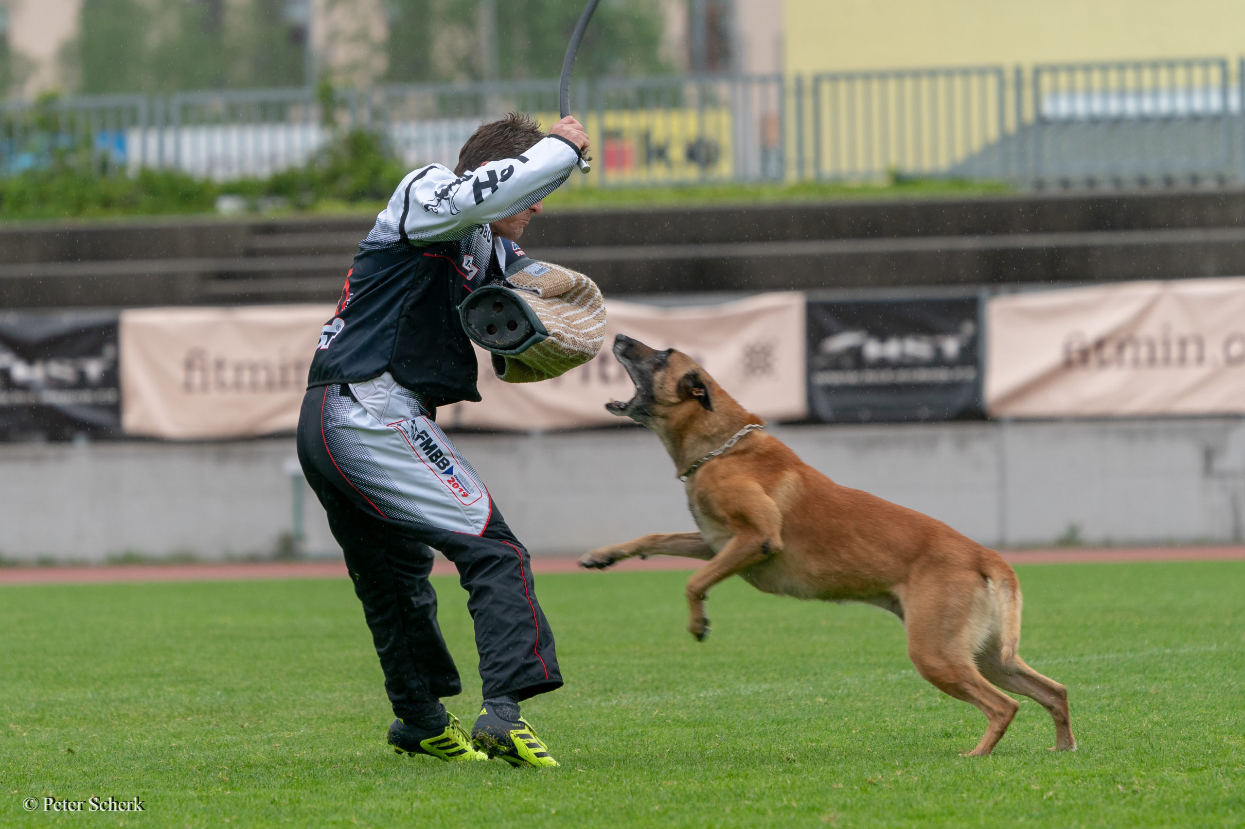 Dogsport Online Training Training Videos and much more